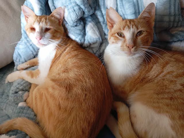 fellengel-magoo+pagourina-15