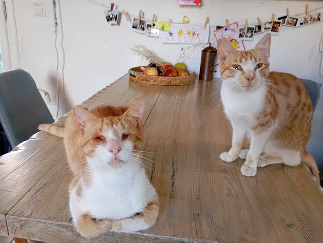 fellengel-magoo+pagourina-17