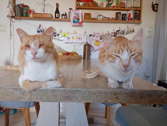 fellengel-magoo+pagourina-2