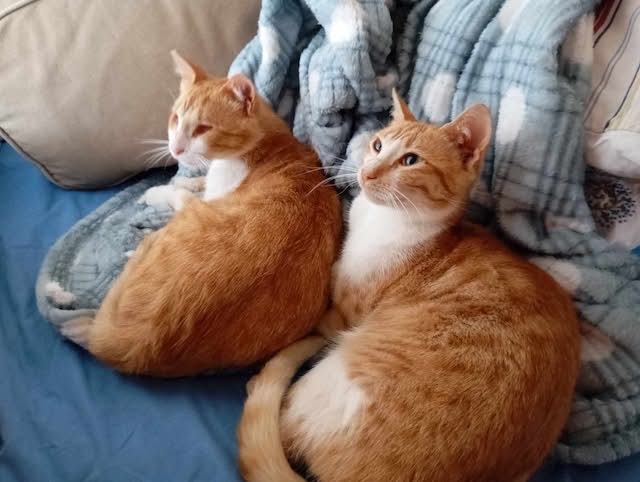 fellengel-magoo+pagourina-5