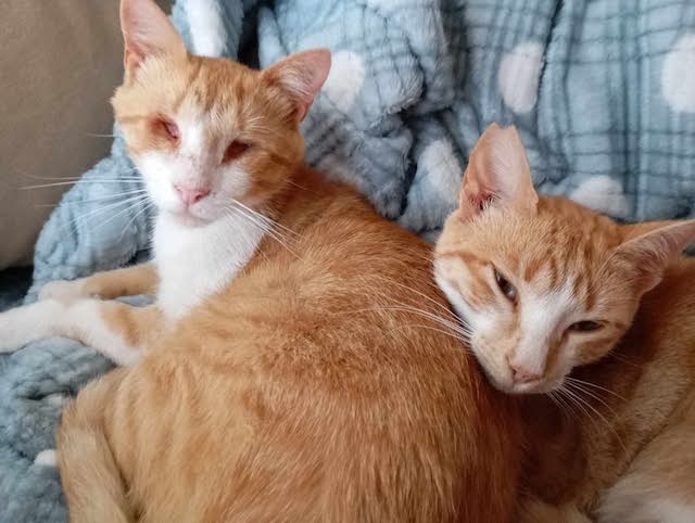 fellengel-magoo+pagourina-7