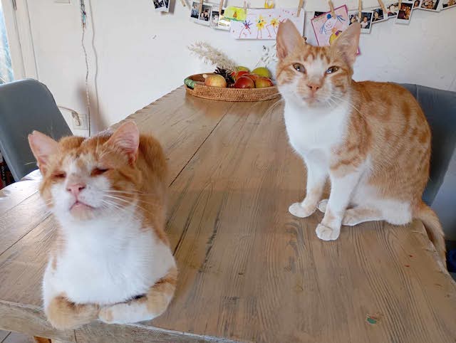 fellengel-magoo+pagourina-8