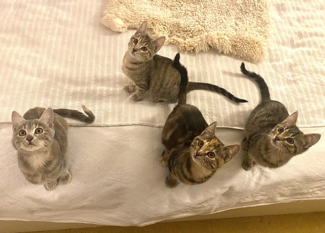 fellengel_floga_mia_asgorath_minka_02