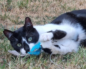 fellengel_iraklis_10