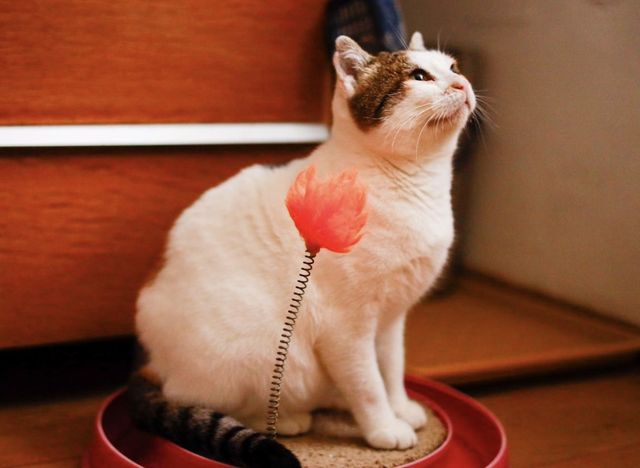 fellengel_isabelle_02