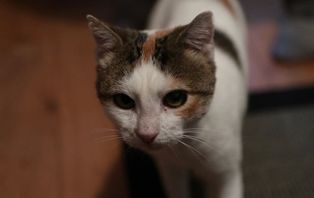 fellengel_isabelle_03