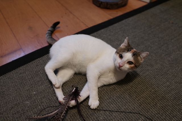 fellengel_isabelle_04