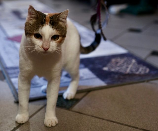 fellengel_isabelle_05