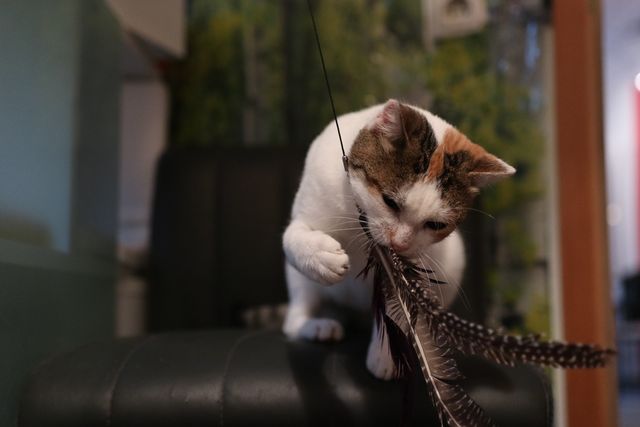 fellengel_isabelle_06