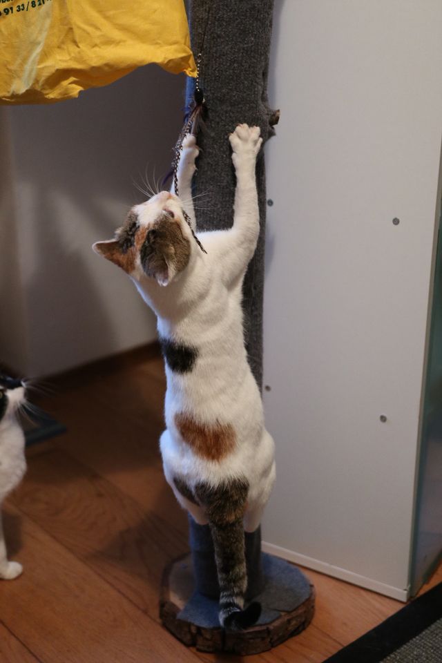 fellengel_isabelle_07