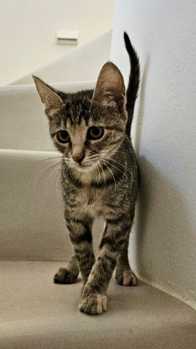 fellengel_joyleen_02