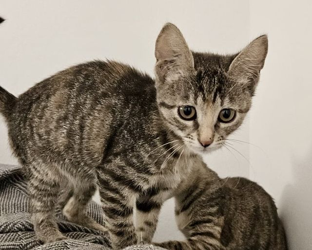 fellengel_joyleen_03