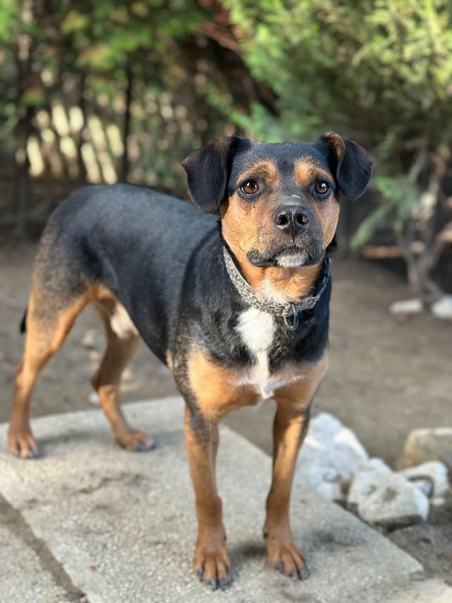 fellengel_little_bruno_1