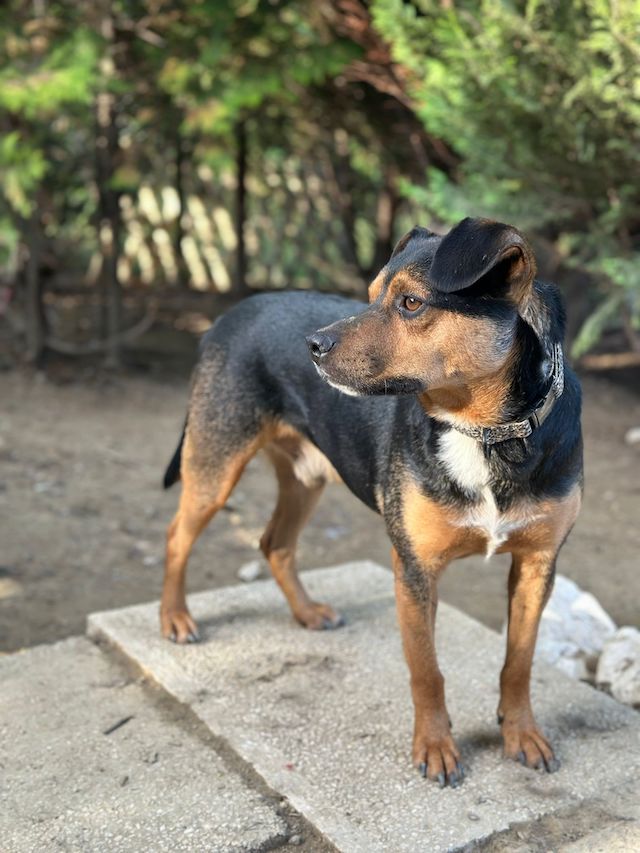 fellengel_little_bruno_3