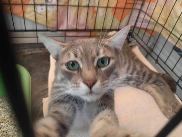 fellengel_mr_grey_02