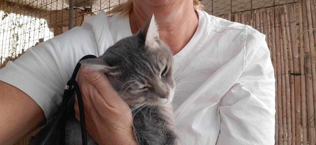 fellengel_mr_grey_03