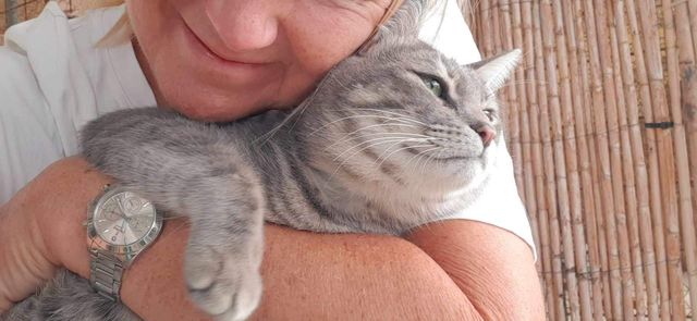 fellengel_mr_grey_05