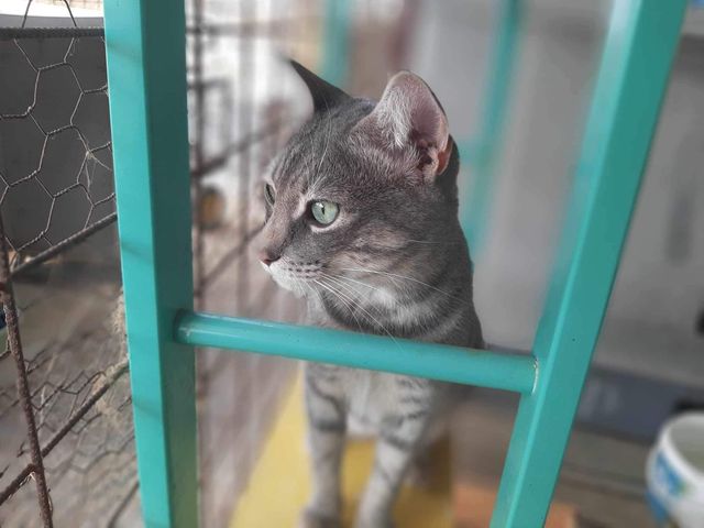 fellengel_mr_grey_06