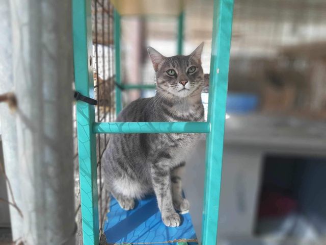 fellengel_mr_grey_07