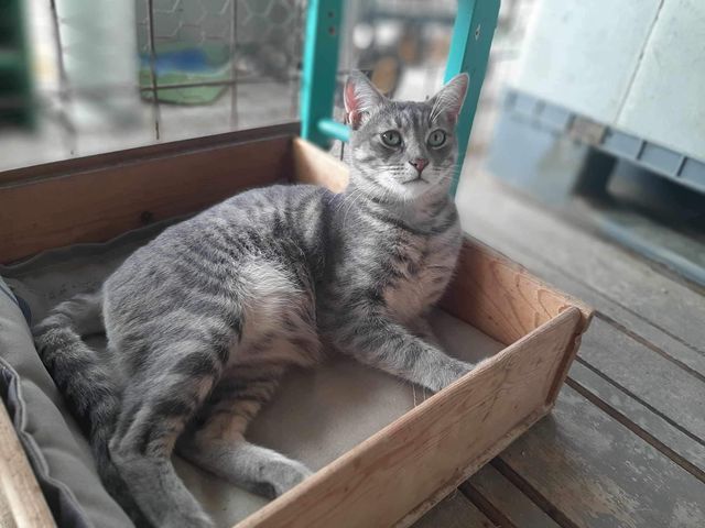 fellengel_mr_grey_08