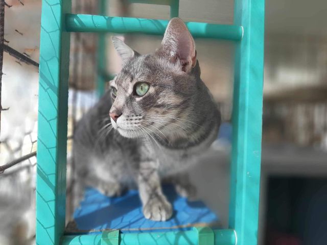 fellengel_mr_grey_09