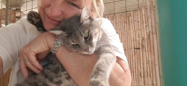 fellengel_mr_grey_10