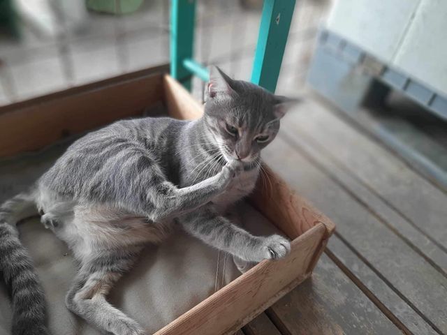 fellengel_mr_grey_11