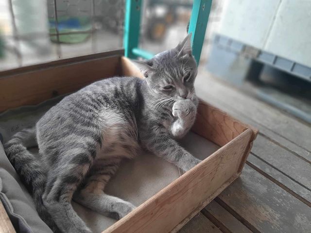 fellengel_mr_grey_12