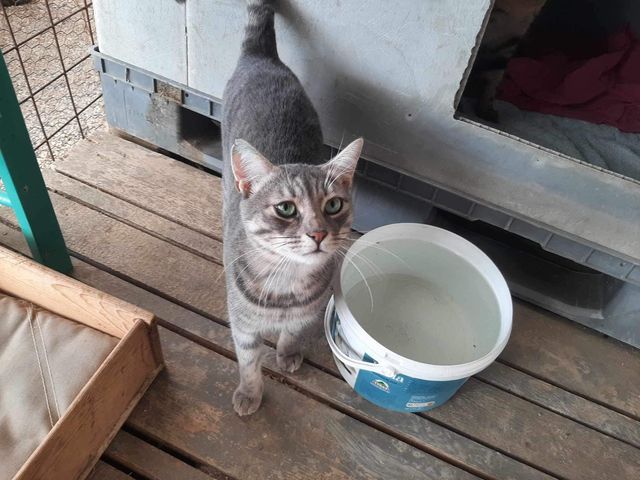 fellengel_mr_grey_14