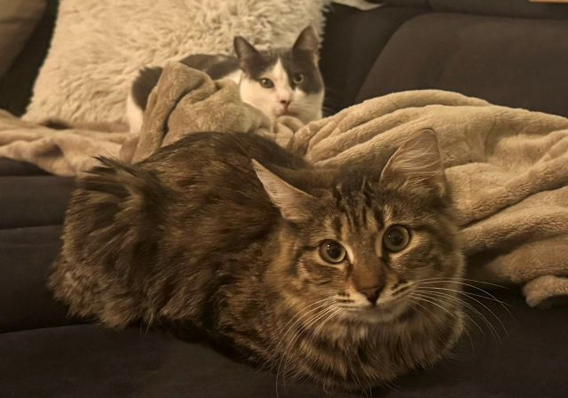 fellengel_persephone_rosy