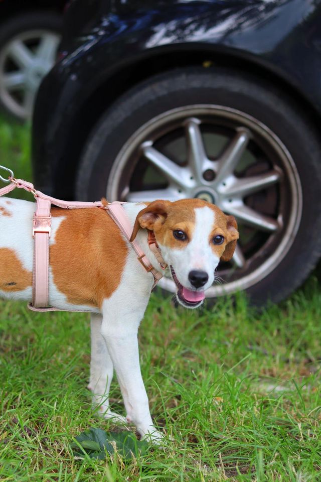 fellengel_sweetmolly