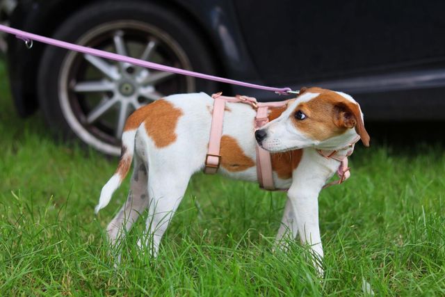 fellengel_sweetmolly_03