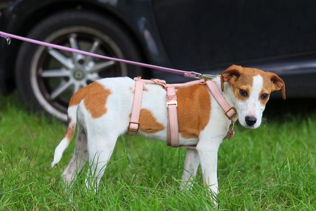 fellengel_sweetmolly_04