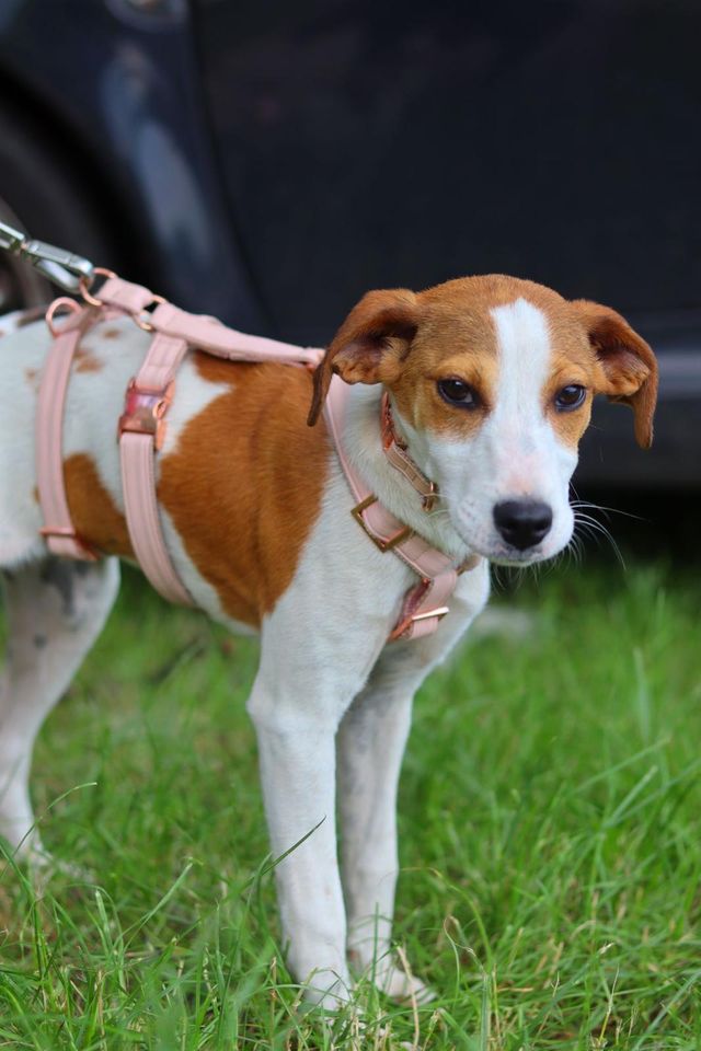 fellengel_sweetmolly_05