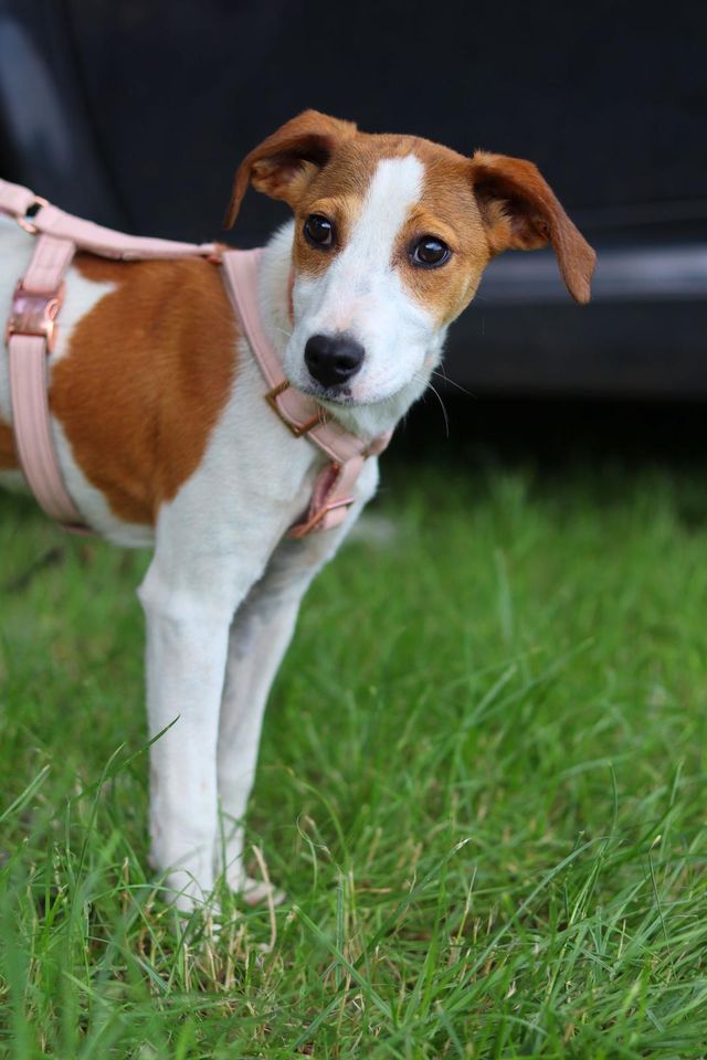 fellengel_sweetmolly_06