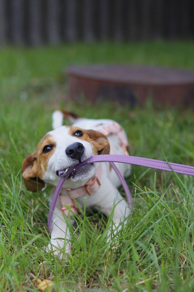 fellengel_sweetmolly_07