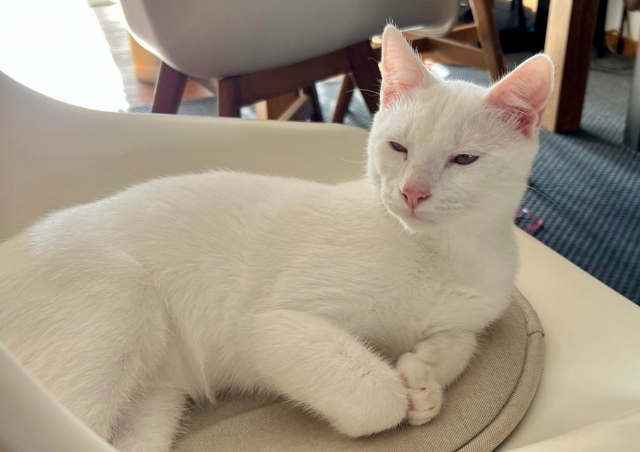 fellengel-bernhard-1