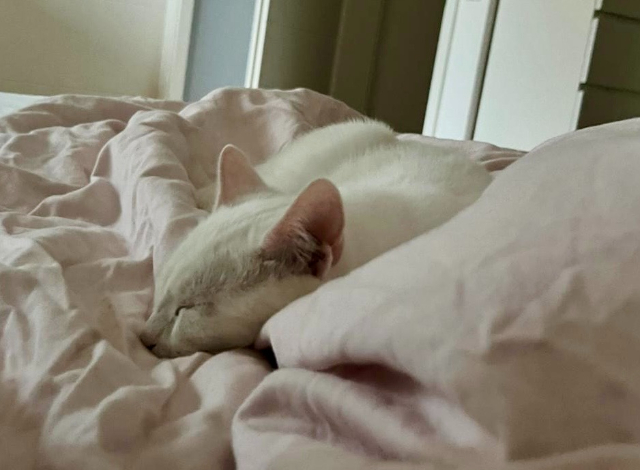 fellengel-bernhard-2