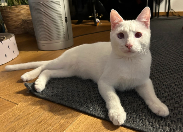 fellengel-bernhard-3