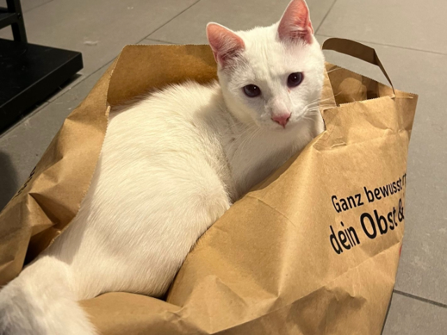 fellengel-bernhard-4