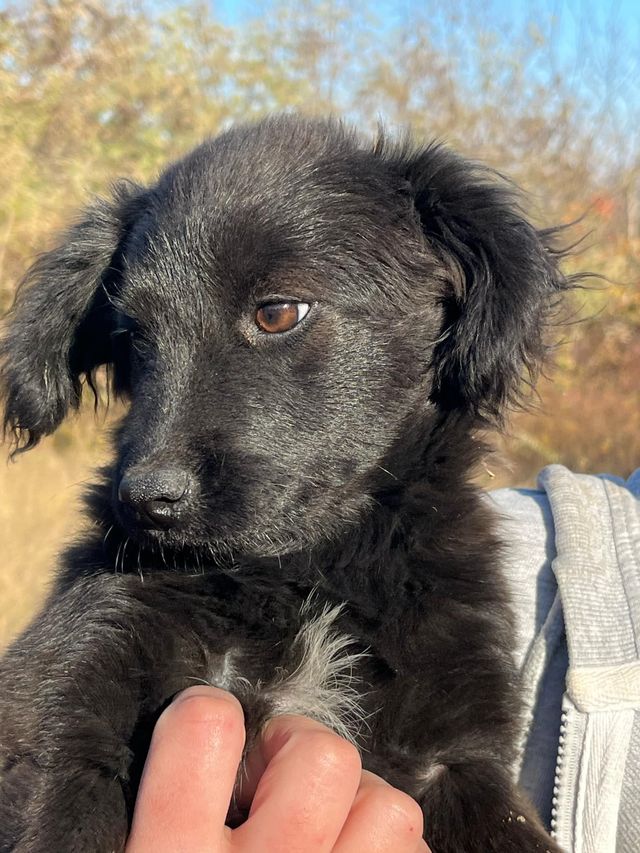 fellengel_napocska_02