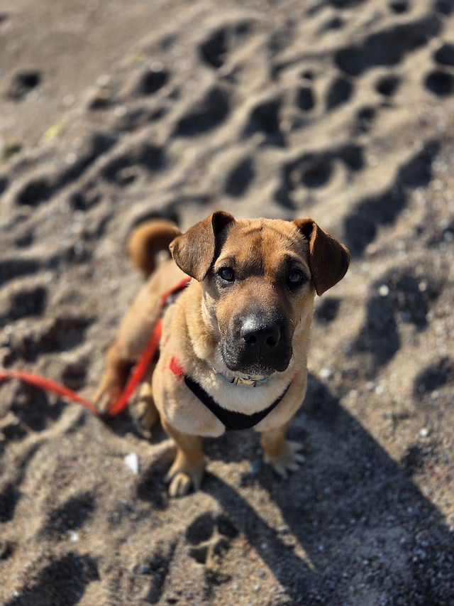 fellengel-mytyür-12