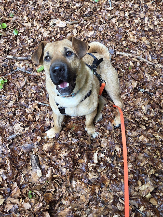 fellengel-mytyür-17