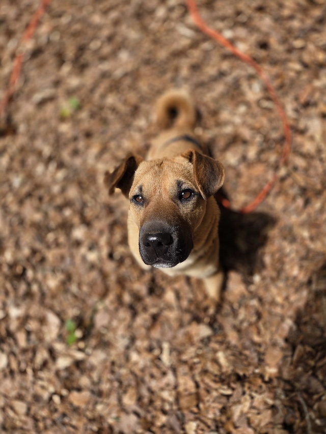 fellengel-mytyür-20