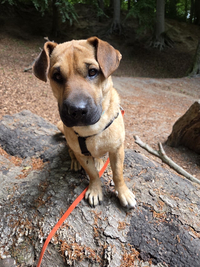 fellengel-mytyür-25