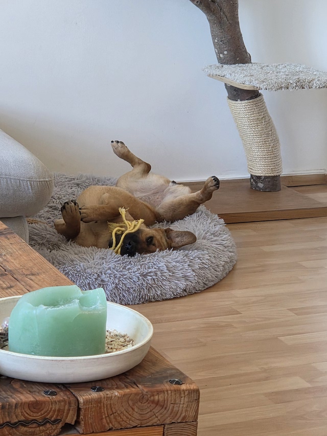 fellengel-mytyür-7