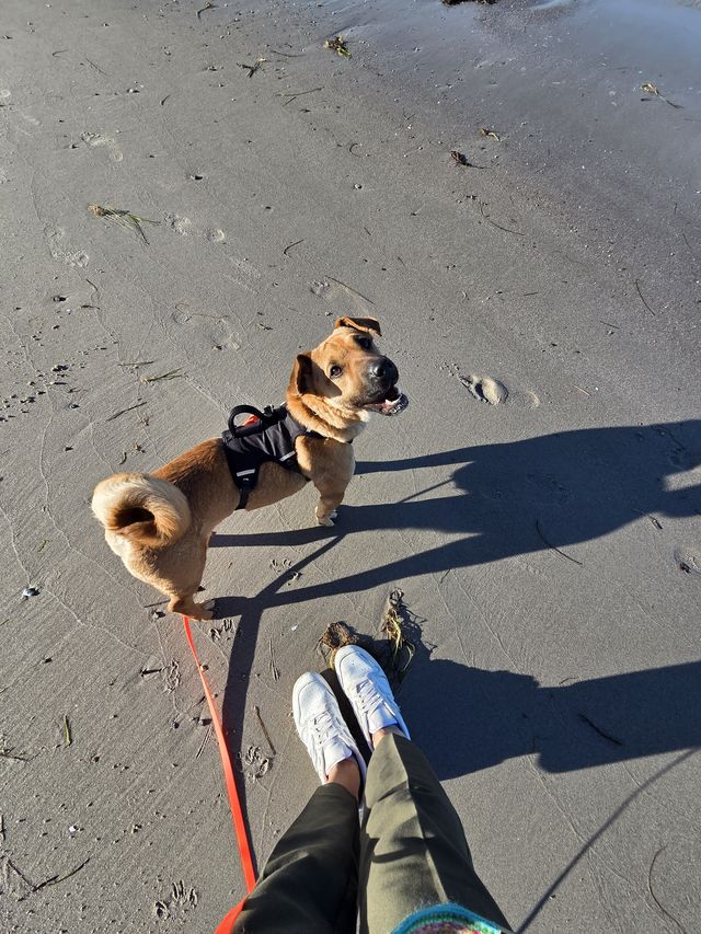 fellengel_mütyür_02