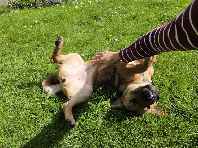 fellengel_mütyür_03