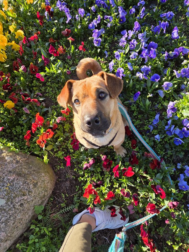 fellengel_mütyür_04