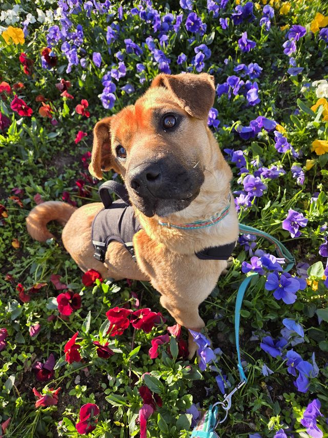 fellengel_mütyür_05